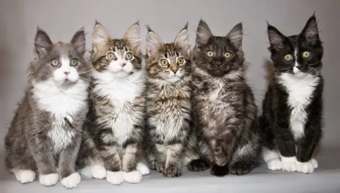 Maine coon até 12x 
