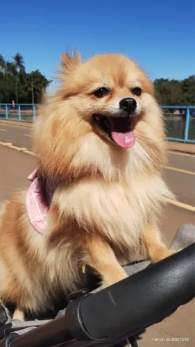 Spitz Alemão (Lulu da Pomerânia) - Filhotes Lindos e Saudáveis