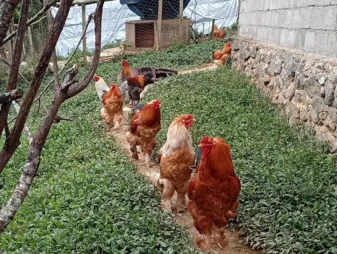 Galos brahmas