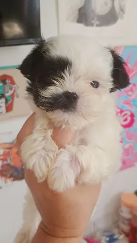 Bebe de shitzu macho 