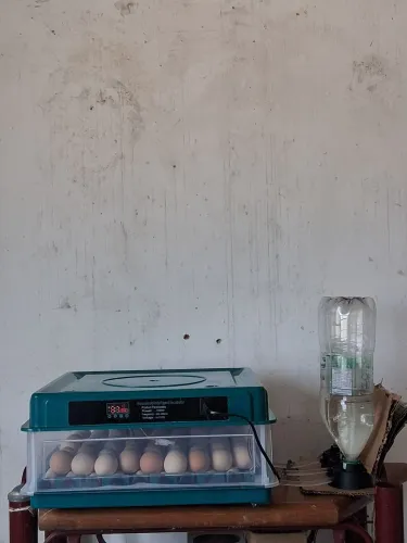 Vendo uma chocadeira nova toda em acrílico comprei mais não espaço para colocar ela ela e