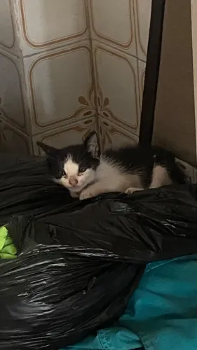 Gatinhos filhotes