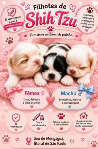 Filhotes de shih tzu