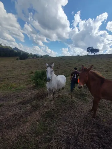 Cavalos avenda potros e potras pampa