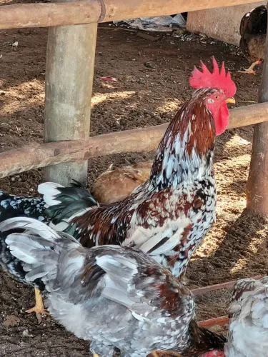 Galinhas GSB