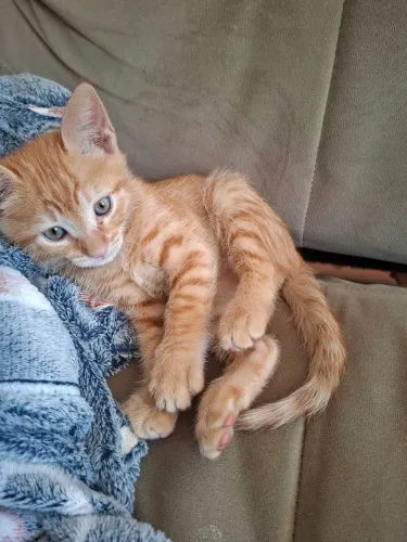 Gatinhos para adoção responsável 