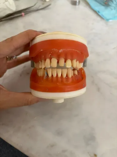 Manequim Odontológico Articulado (Typodont) - Usado