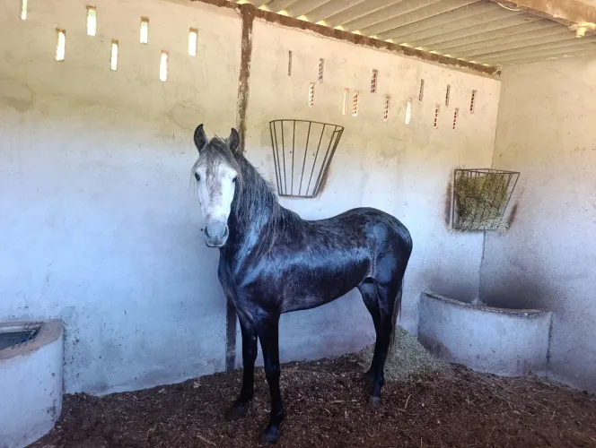 Mangalarga marchador 