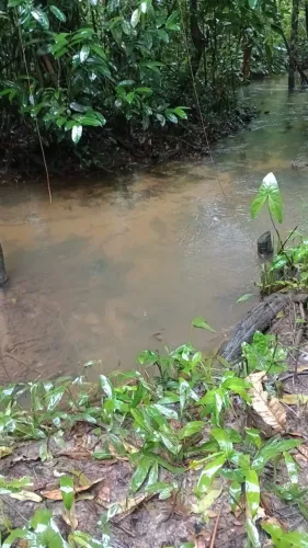 Terreno com igarapé