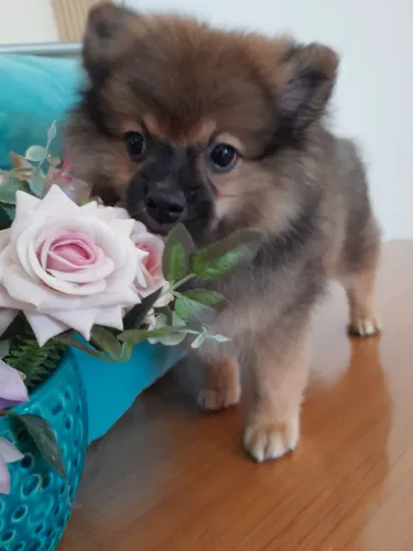 Filhote macho de sptiz alemão raça pura com pedigree