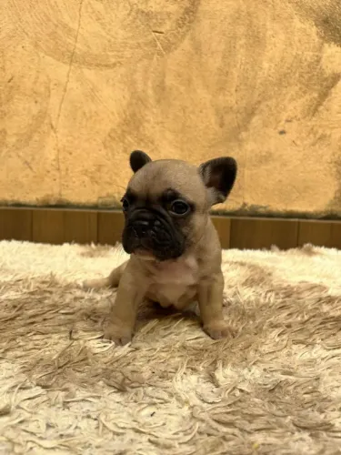 Bulldog francês com pedigree (últimos disponíveis)