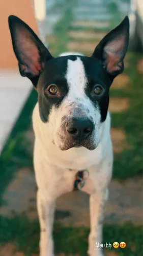 Adoção cachorro