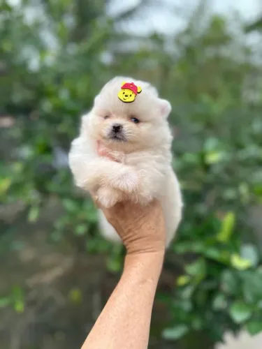 Lulu da Pomerânia 