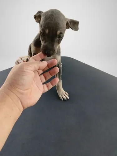 Vendo filhote de pinscher femea