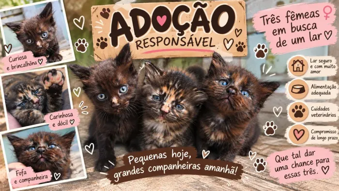 Gatinhos Lindos e Carinhosos para Adoção