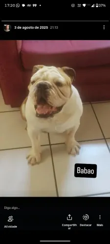 Doação Bulldog Inglês
