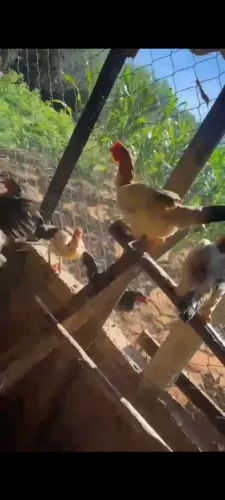 Vende galinha caipira