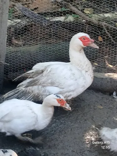 Patos adultos machos e fêmeas