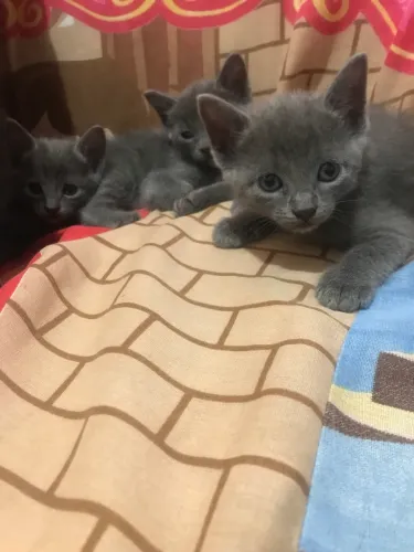 Gatos cinza