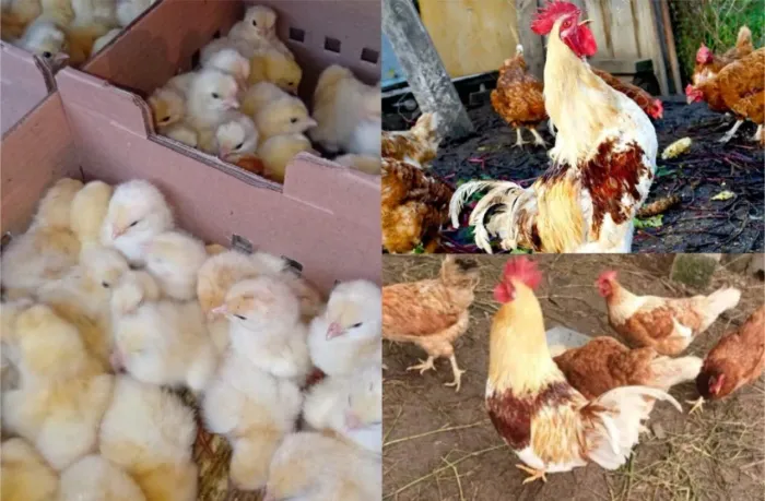 Galinhas, Pintos, Gansos