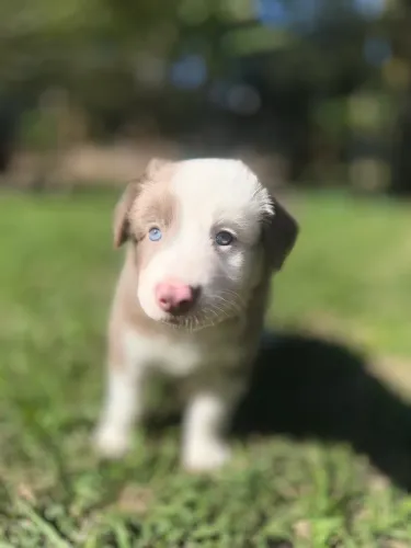 Filhotes Boder collie 