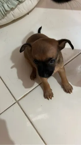 pinscher 01?  macho 