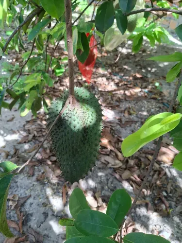 Vende Muda (pe) Graviola gigante