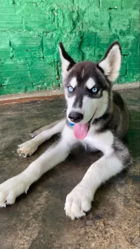 Filhote de Husky siberiano 