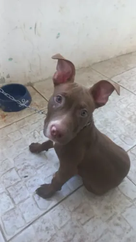 Pitbull rednosse