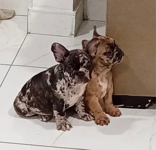 Machinhos de Bulldog francês exótico 