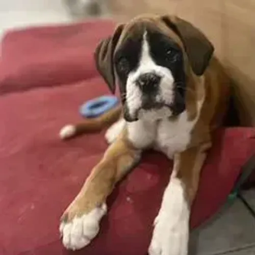 Boxer,Boxer Filhote com Ótimo Padrão da Raça e Perfil Brincalhão