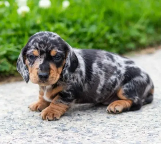 Basset Dachshund Filhotes Mofadinhos Pronta Entrega.