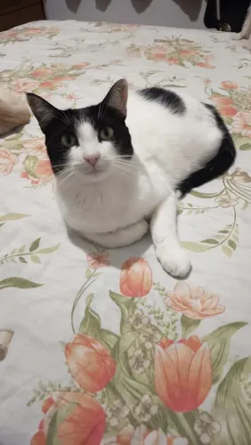 Gata fêmea para adoção