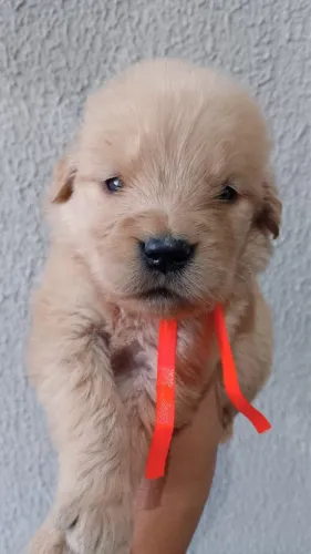 Filhote de Golden