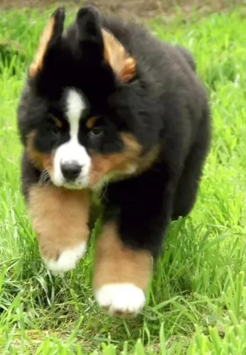 Filhotes de Bernese | Filhotes apaixonantes!