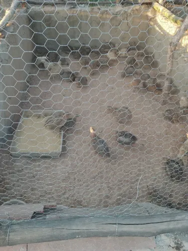 Ovos de codorna gigantes