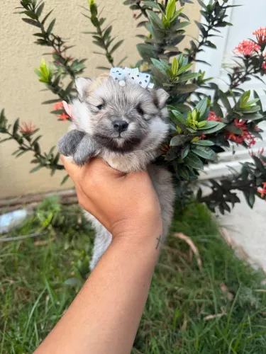 LULU DA POMERÂNIA FÊMEA PORTE ANÃO BABY FACE COR LARANJA