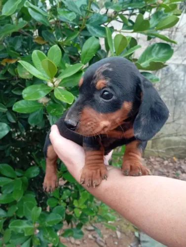 Basset 800 macho. Nasceu 25 /04 Pronto pra entrega a partir de 01/06