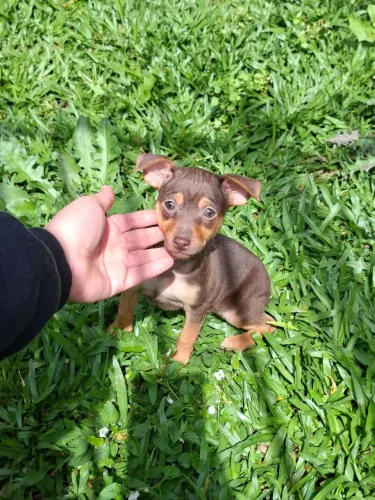 Pinscher miniatura cholate
