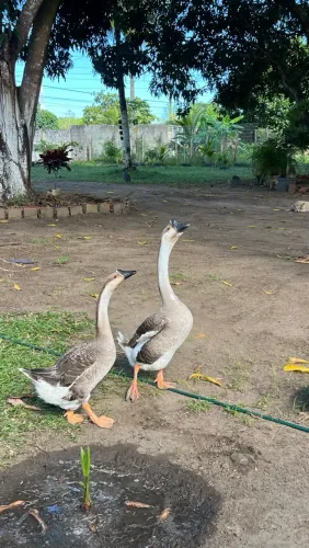Ganso casal