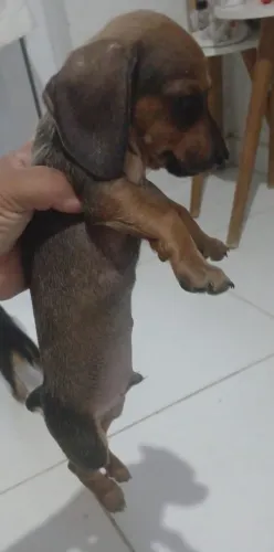 Filhote de Dachshund 2meses 400