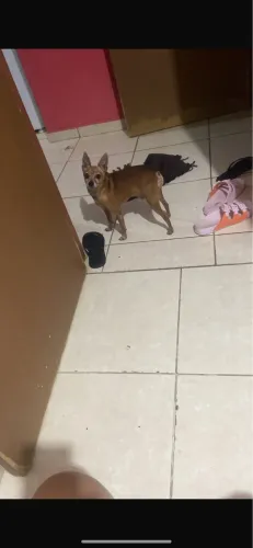 Cachorro pinscher