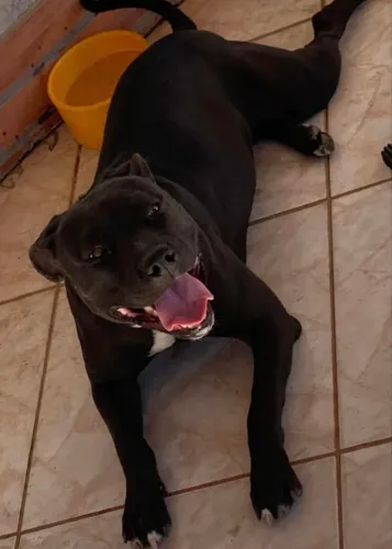 Filhotes de Pitbull