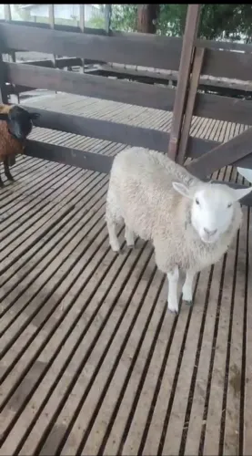 Carneiro reprodutor texel