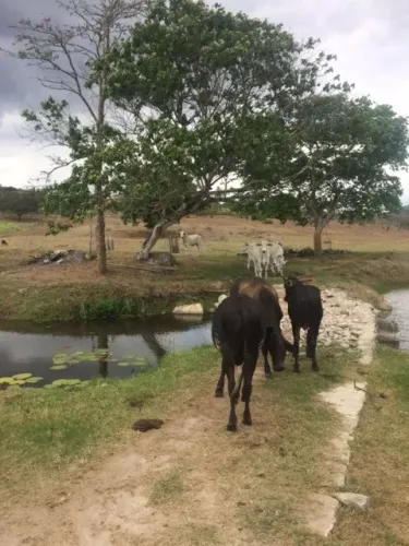 Ótimo para Empreendedorismo, Fazenda 16 hec, Rio e 2 Açudes Perene, Agrestina