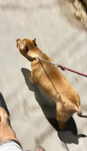 American bull Fêmea  ( valor negociável ) 