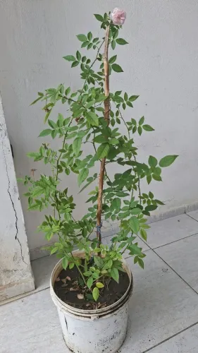 Roseira, planta. Valor: 15,00 reais, no balde de 15kg.