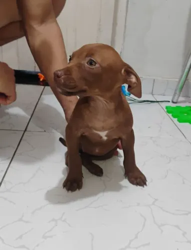 Filhotes de Pitbull