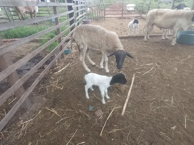 Ovelha dorper parida de fêmea dorper pura. Primeira cria. Oportunidade.