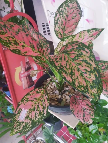 ? plantas : Aglaonema 